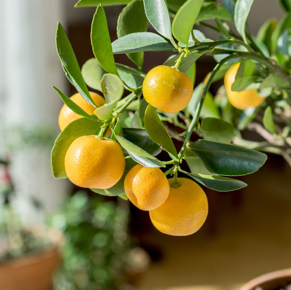 outdoor plants for patio citrus tree