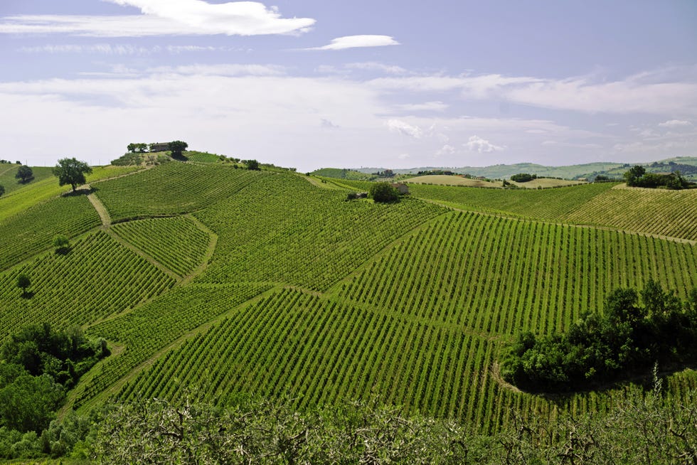 Vino Lazio IGP Rosso Poggiomasso - Ciù Ciù Tenimenti Bartolomei