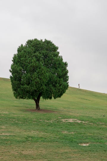 albero