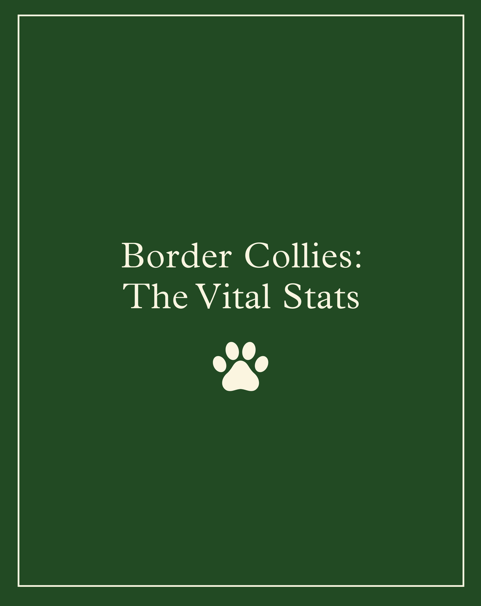 Border Collies: Facts, Temperament, Characteristics, Life Span