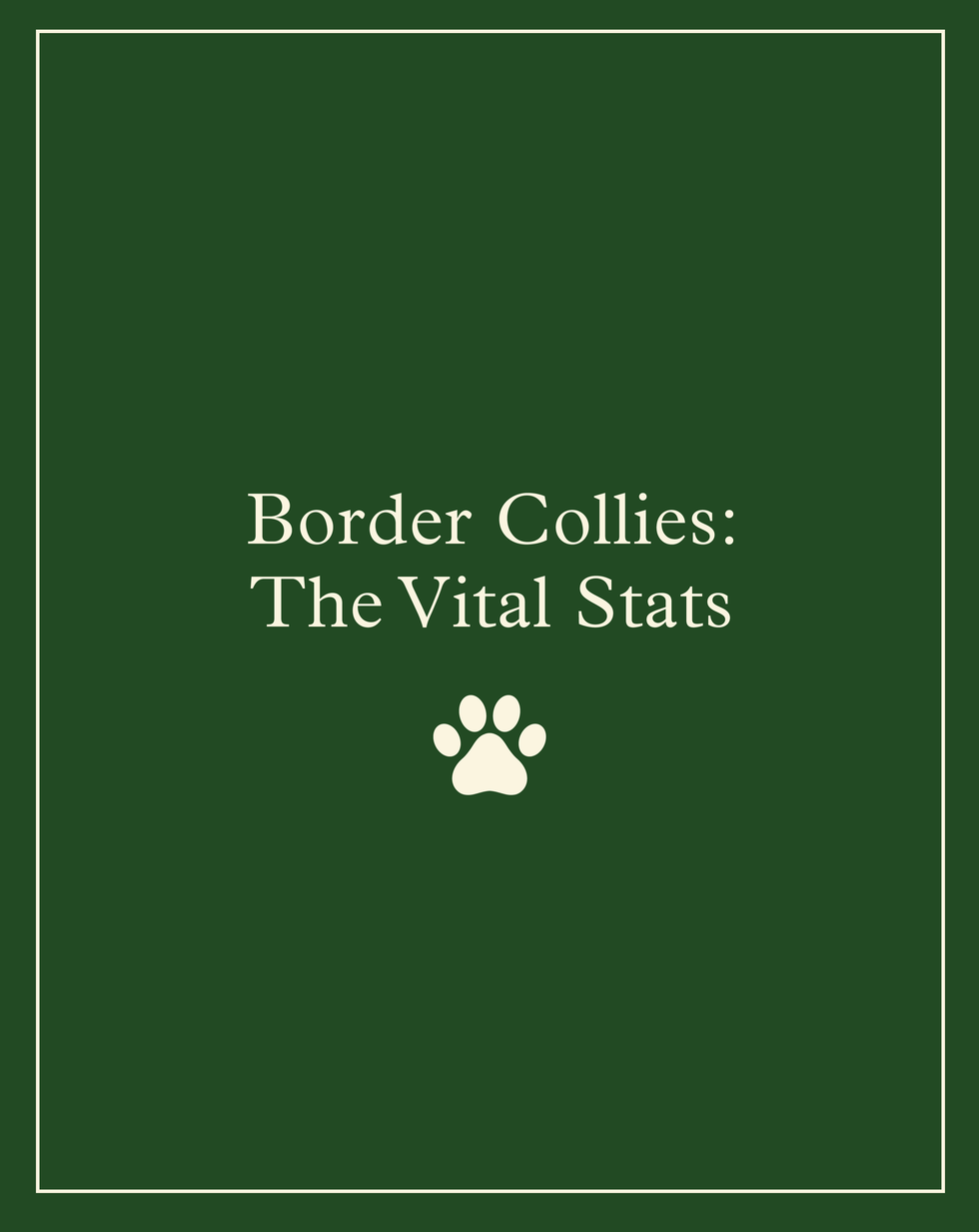 border collies