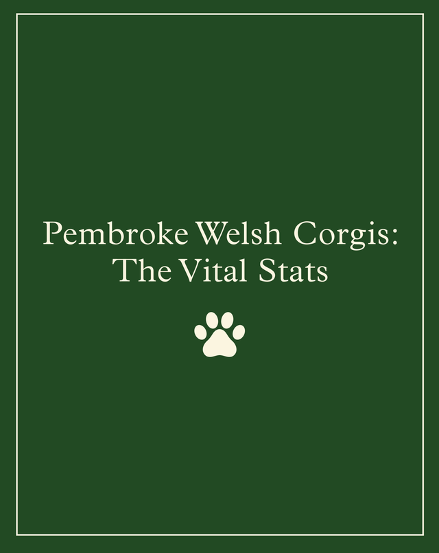 Pembroke Welsh Corgis: Temperament, Size, Life Expectancy