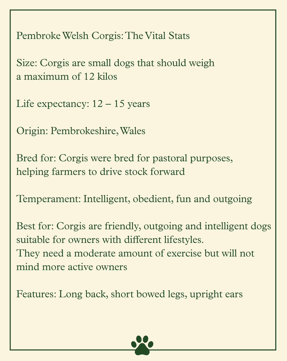 corgis dogs stats pets puppies