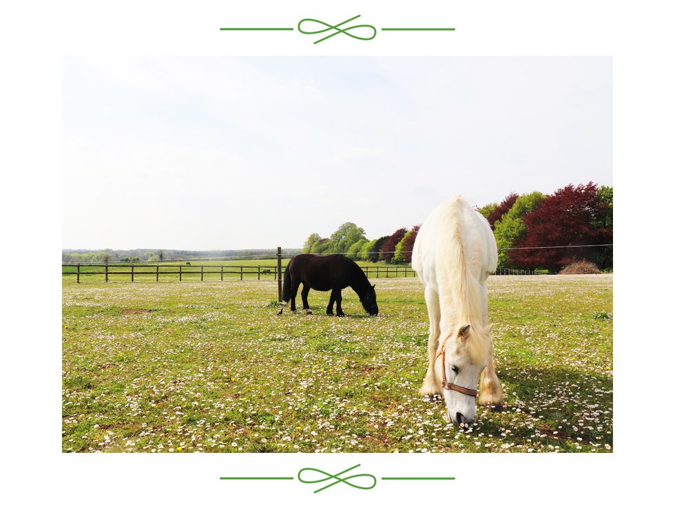 Pasture, Pony, Grass, Grassland, Horse, Farm, Livestock, Grazing, Ranch, Adaptation, 