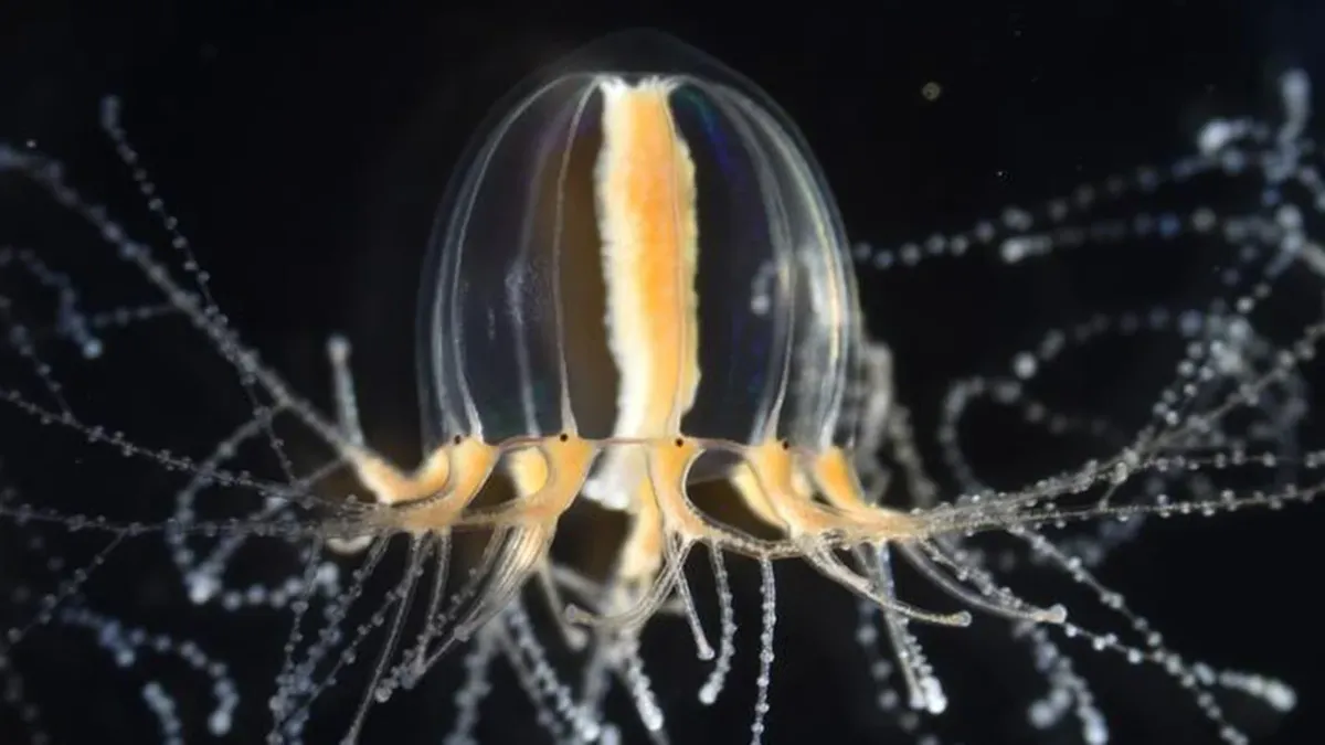 How Do Jellyfish Regrow Lost Limbs? Scientists Uncover the Fascinating Secret