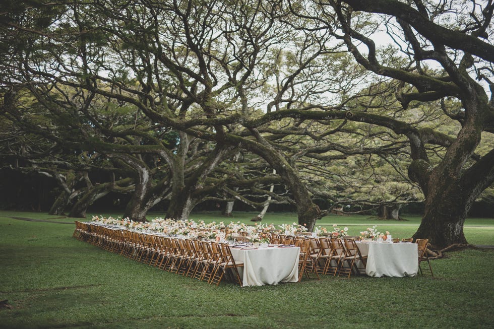 a large tree with many tables and chairs under it