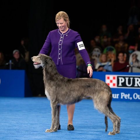 national dog show winner 2021