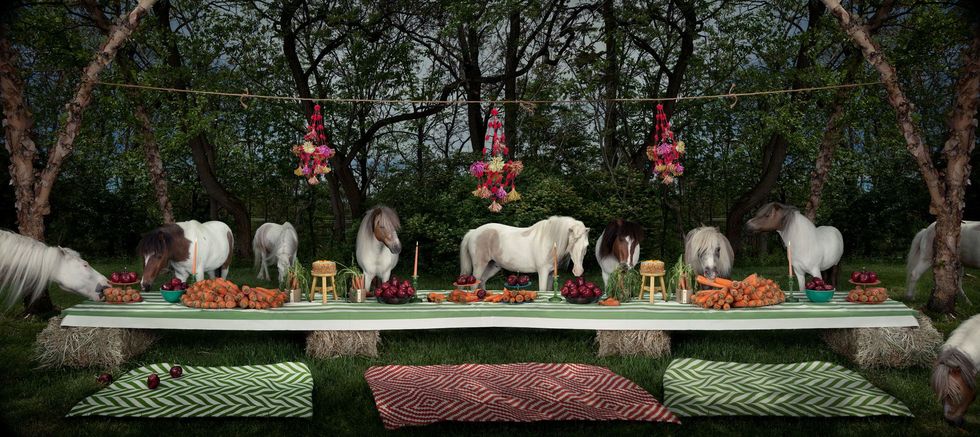 The Miniature Pony Feast Het miniatuurponyfeest Morristown New Jersey VS 2013