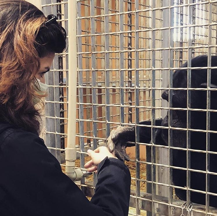 Zoo, Human, Long hair, Common chimpanzee, Conversation, 