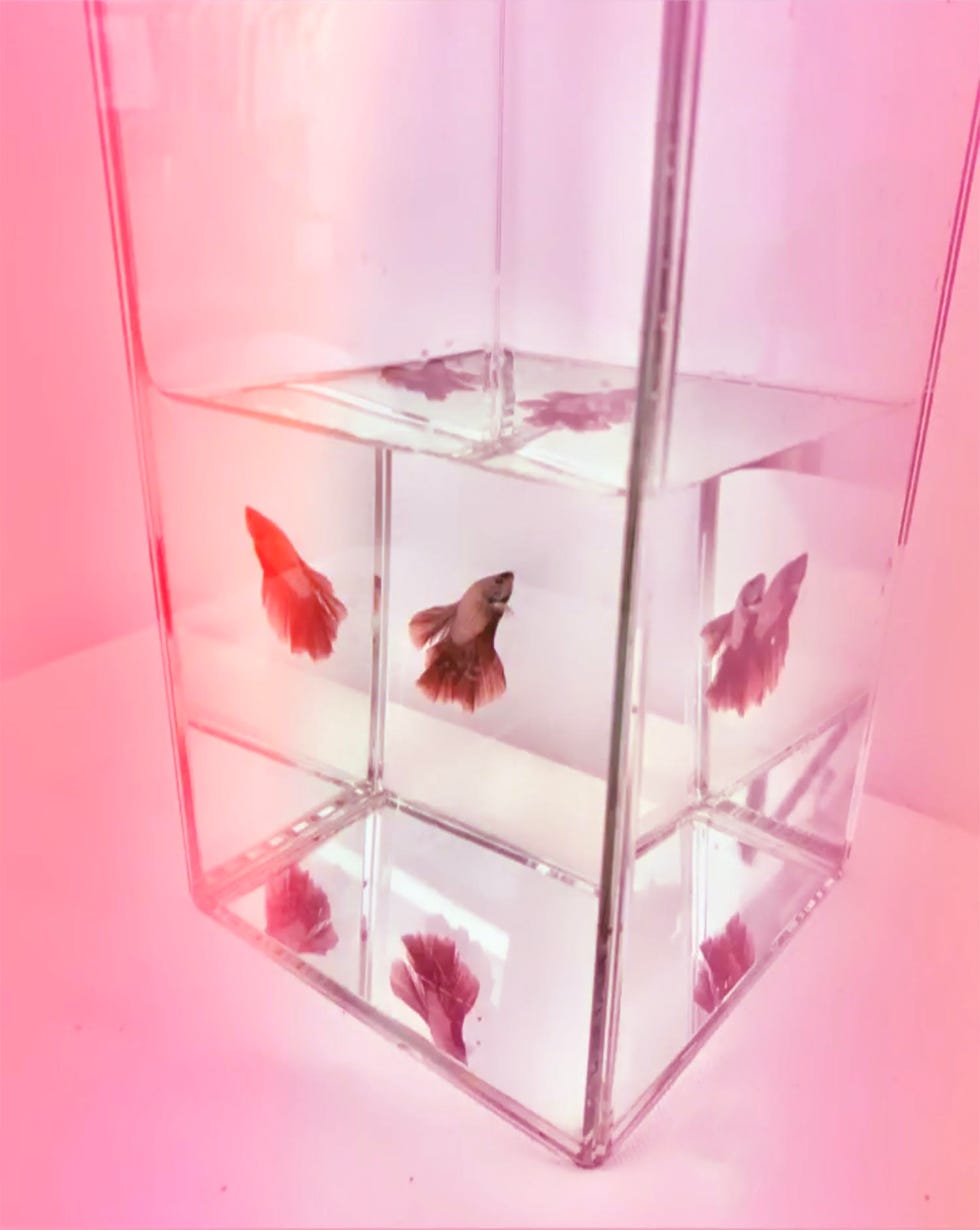 Transparent material, Pink, Glass, Display case, Vase, Transparency, Square, 