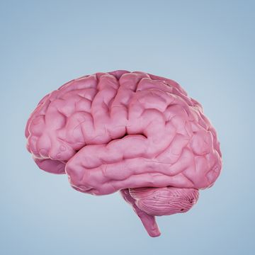 een computer gegenereerd model van de hersenen