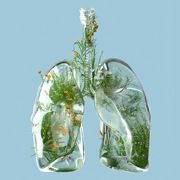 digital generated image of lungs made out of frosted glass and filled with plants and flowers on blue background