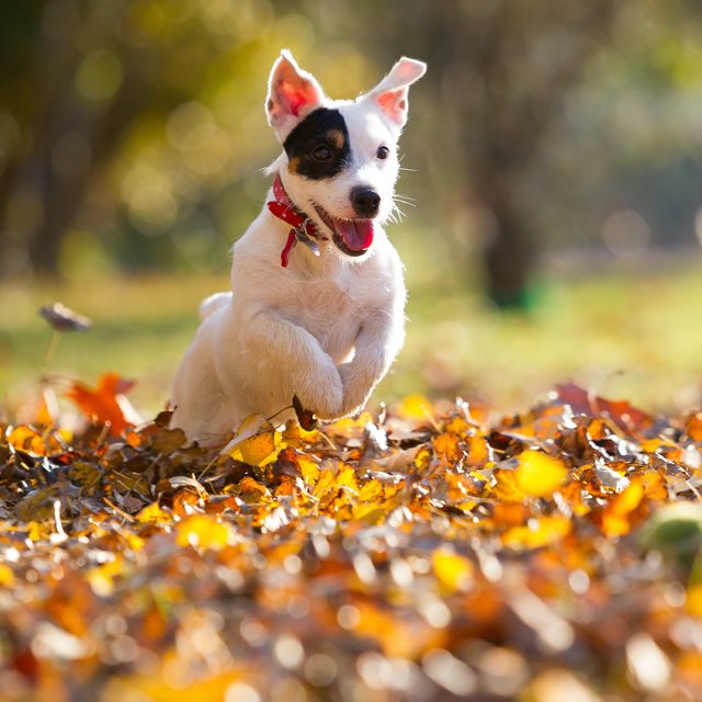 9 ways to keep your dog clean during autumn and winter