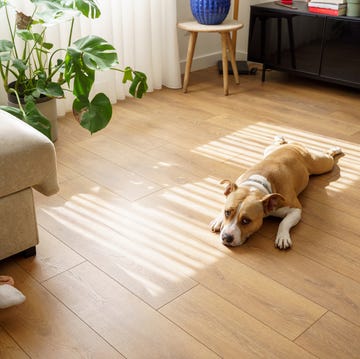 Clean laminate floors clean laminate floors