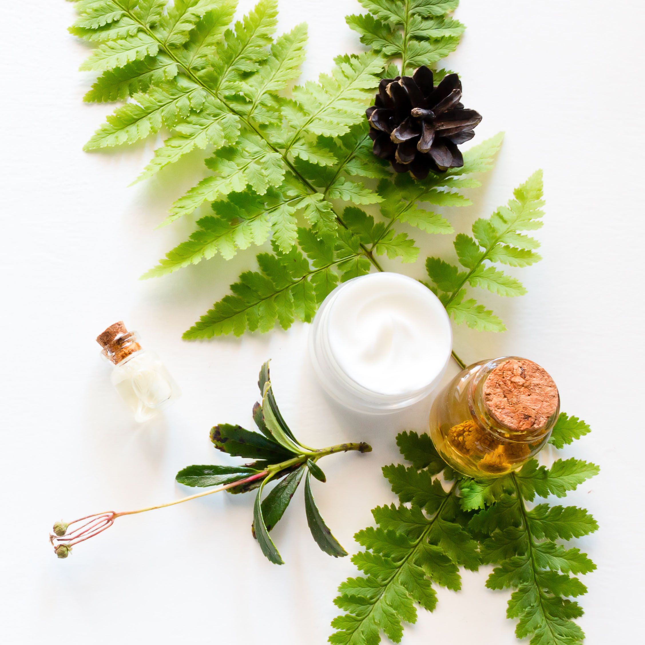 natural cosmetics, a leaf of a fern and a cone