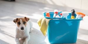 15 cleaning products that are not safe for dogs