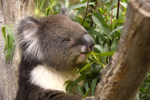 koala cleland wildlife park adelaide australia koala cleland wildlife park adelaide australia