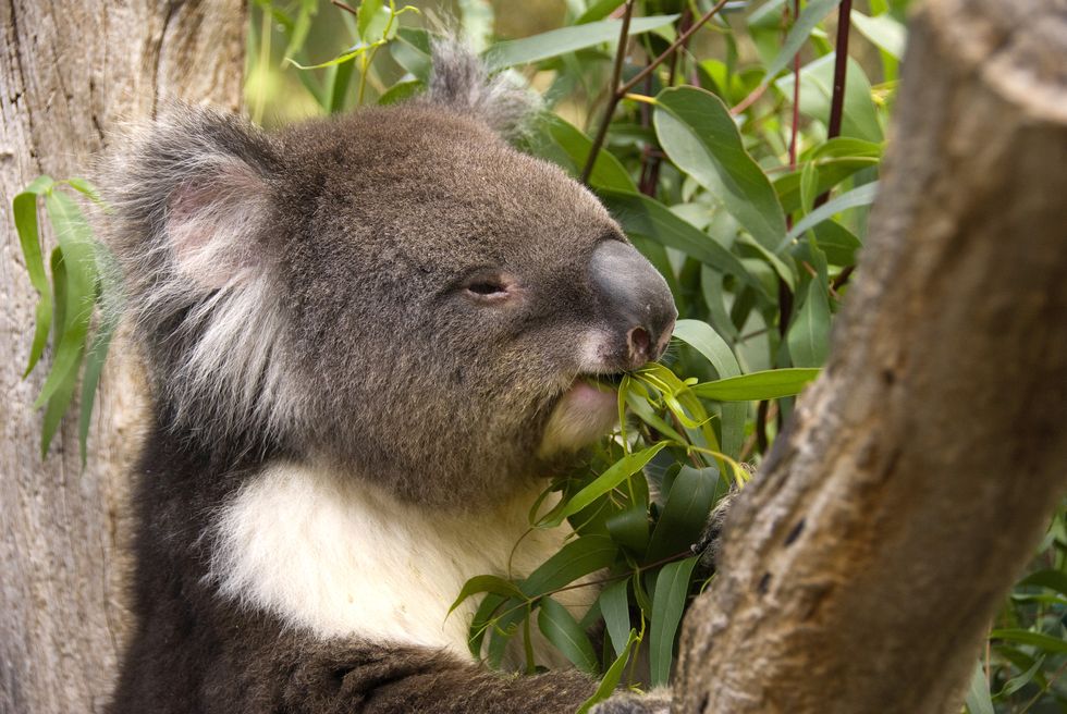 koala cleland wildlife park adelaide australia