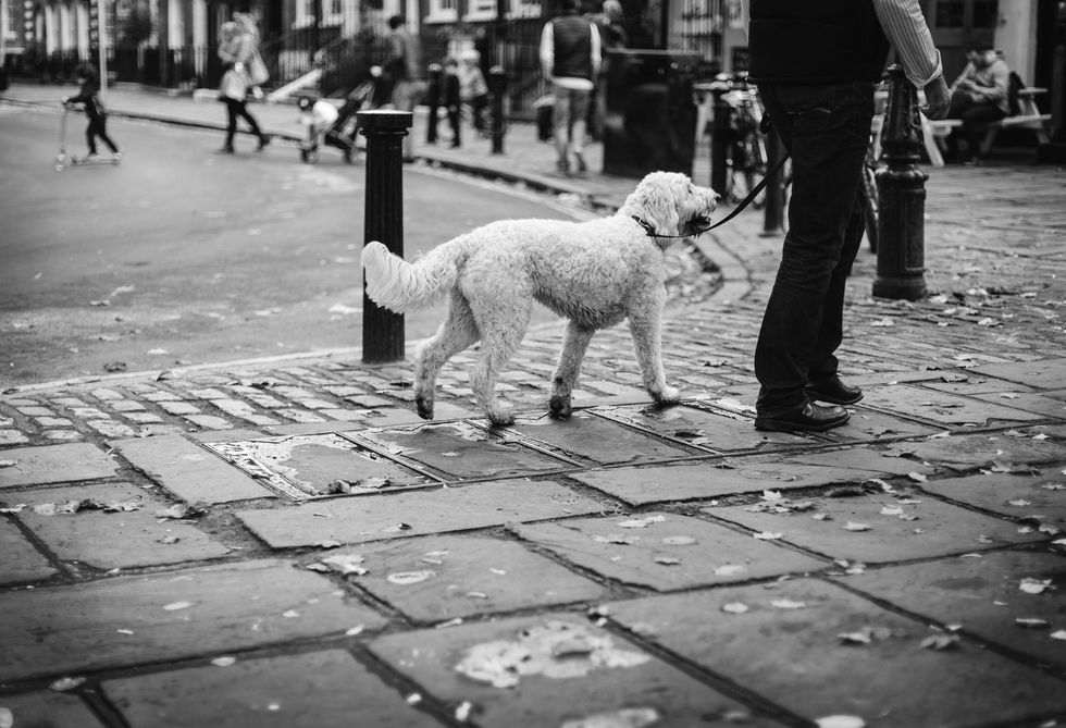 White, Black-and-white, Dog, Photograph, Black, Monochrome, Canidae, Monochrome photography, People, Street, 