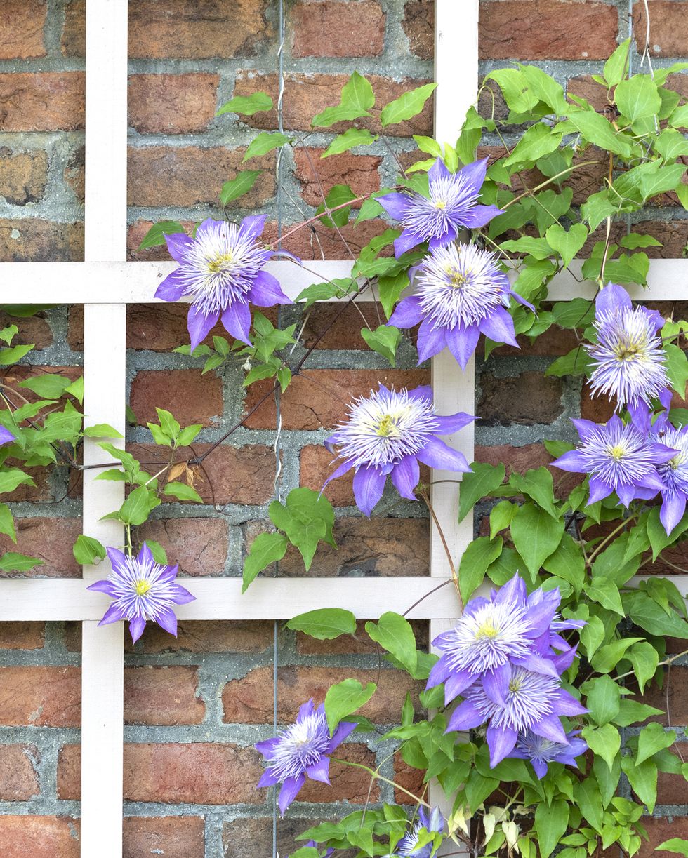 clematis growing on a trellis