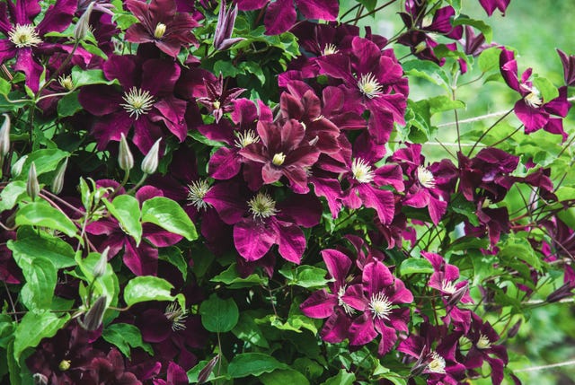 Clematis Niobe in the garden