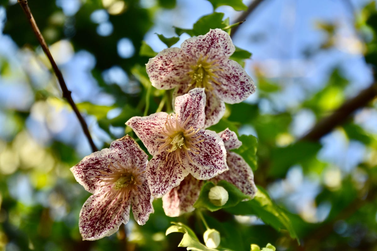 Clematis: 10 Things To Know About The Queen Of Climbers