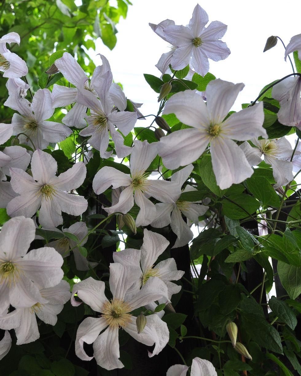 clematis blooming along the fence