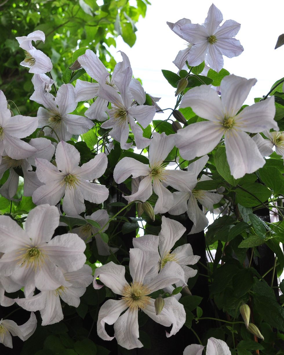 clematis blooming along the fence