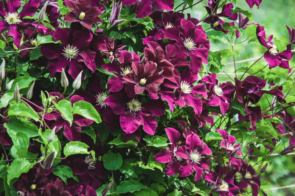 how to grow clematis