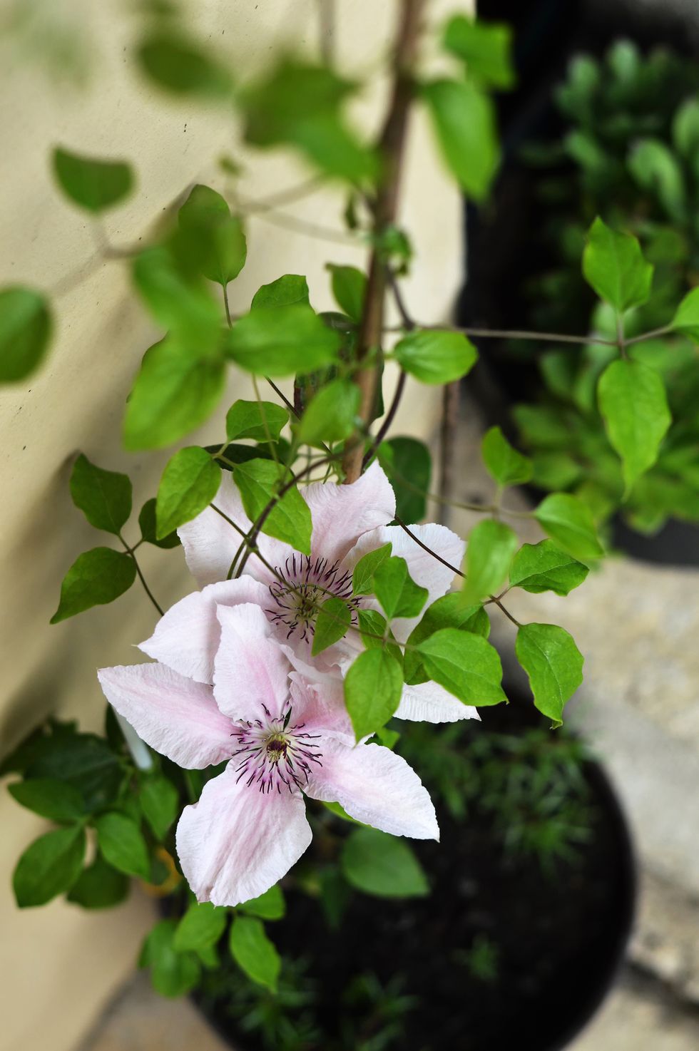 pink clematis in flower pot