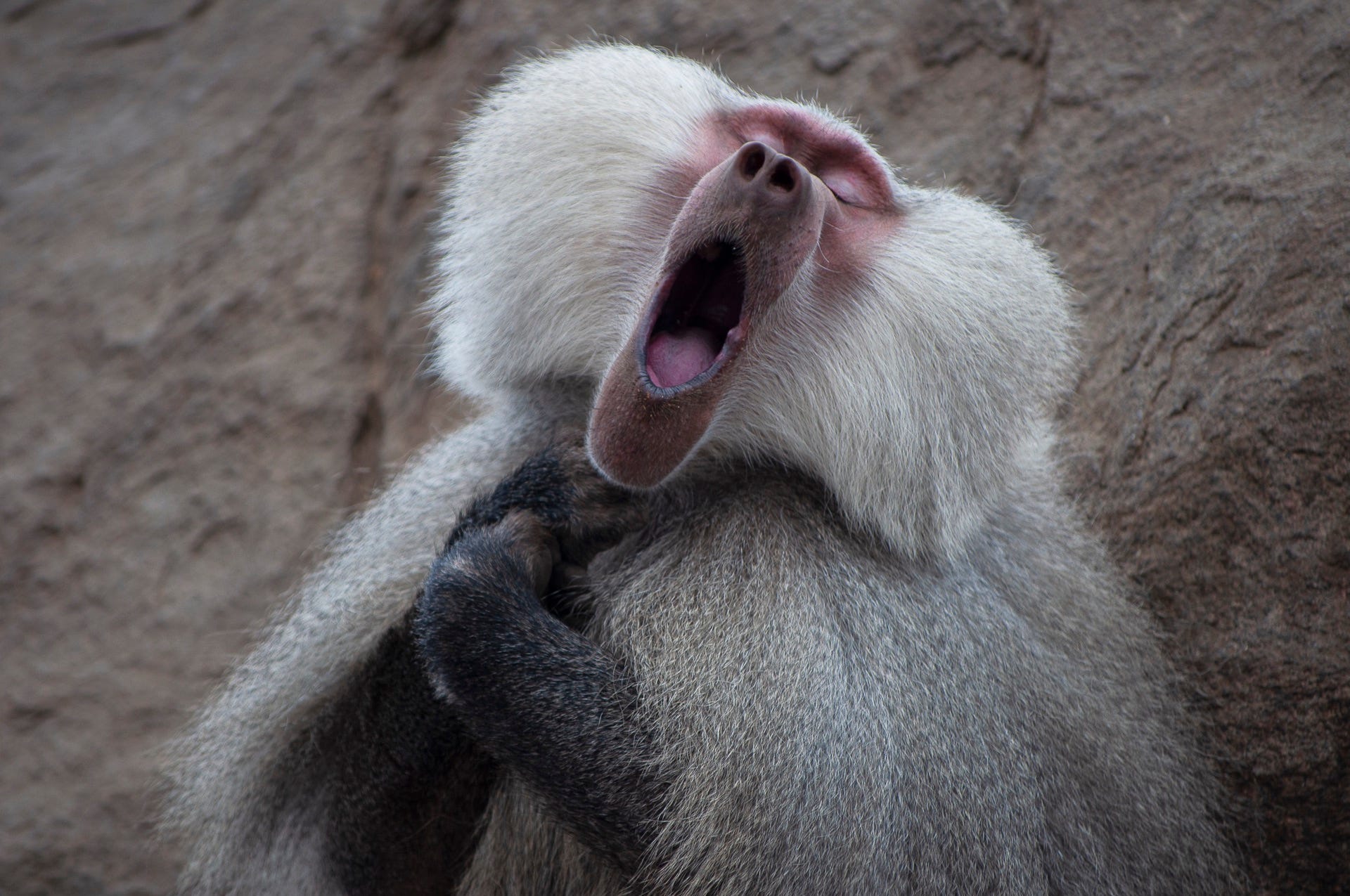 2021 comedy wildlife finalists