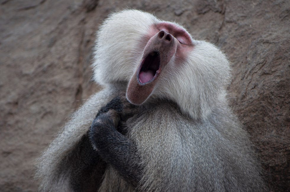 2021 comedy wildlife finalists