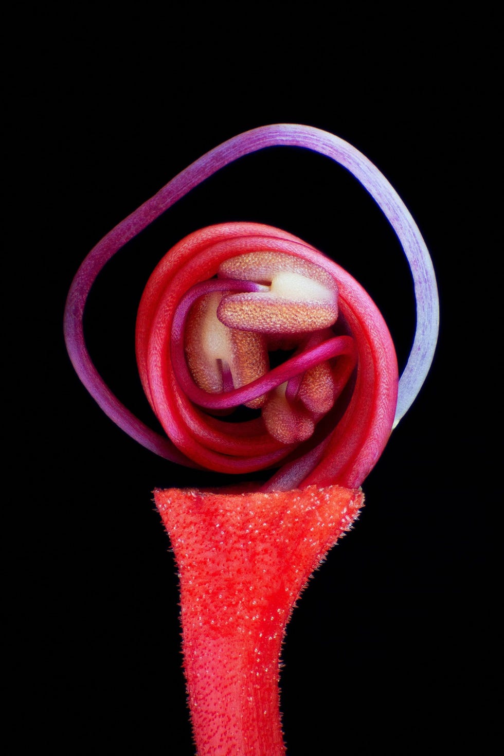 Nikon Small World 2021 Heb je je ooit afgevraagd wat zich in een bloemknop afspeelt Bioloog Jos Almodvar van de University of Puerto Rico nam deze foto van een pagodebloem oftewel clerodendrum paniculatum die was ontdaan van zijn bloemblaadjes Daardoor zijn de ranke stamper en meeldraden zichtbaar die nog opgerold in de knop liggen