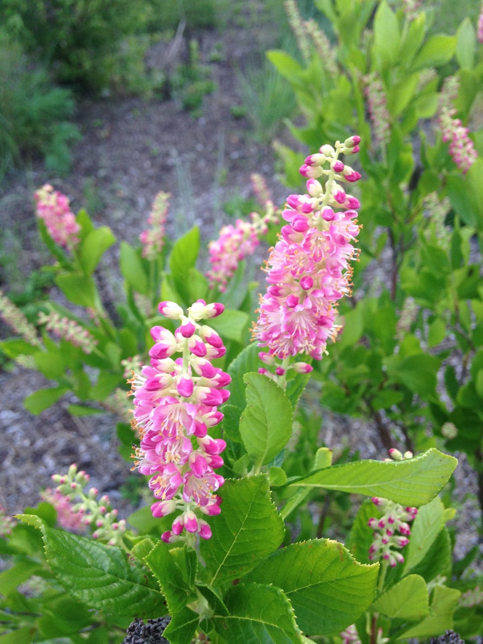 clethra alnifolia 'pink spire' plant blossoming