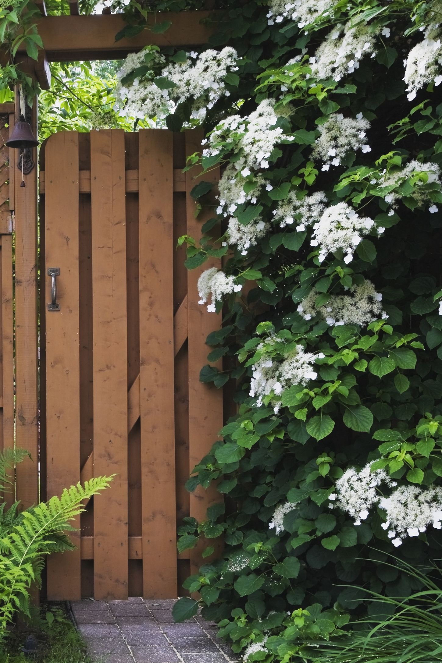 7 Gorgeous Climbing Vines That Won't Take Over - FineGardening