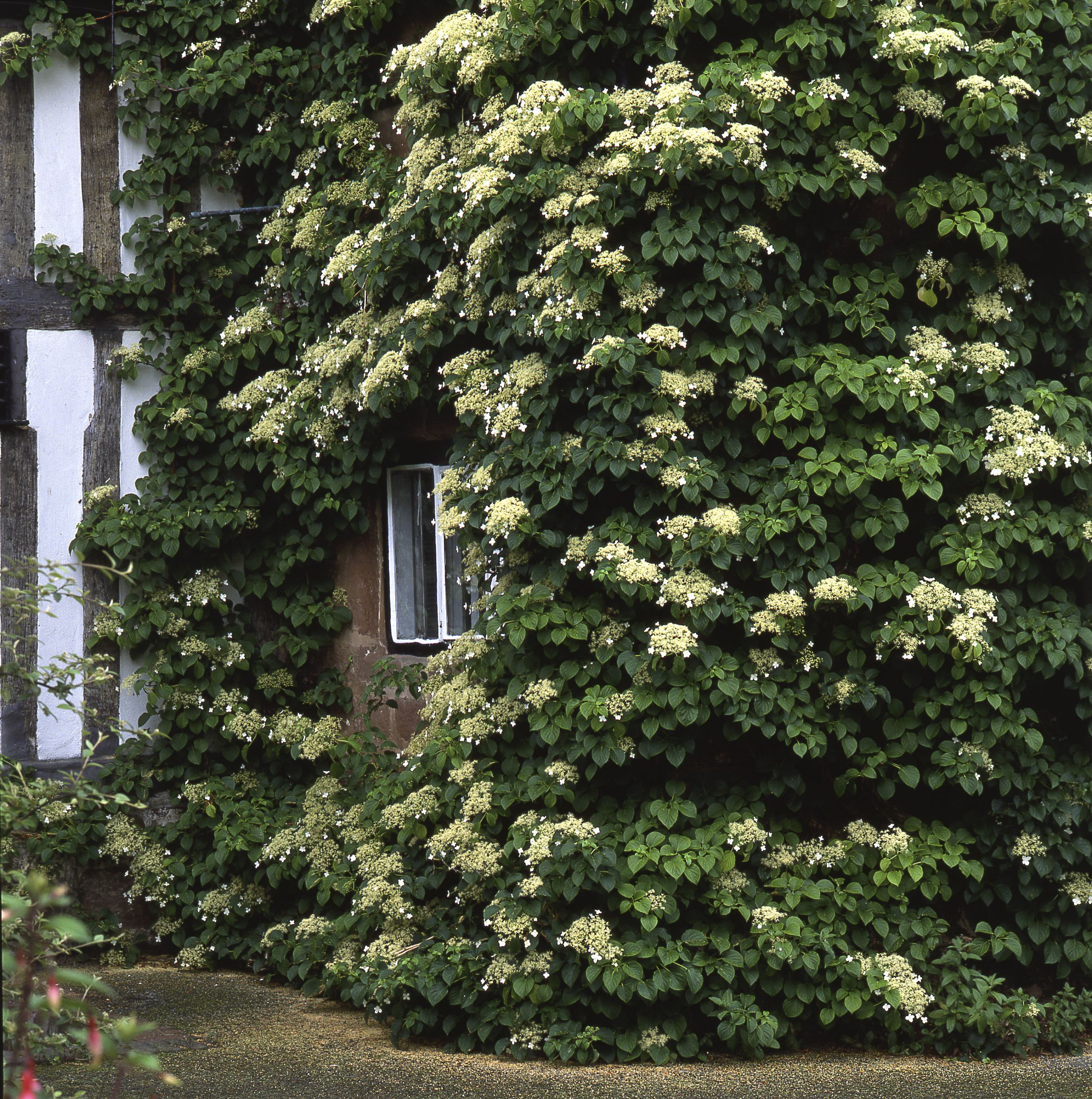 PopUp Garden Revolutionizes Vertical Garden Growth