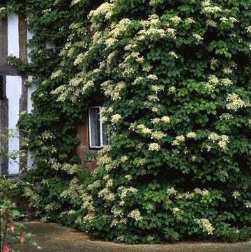 wisteria flower cascades with living wall vertical garden