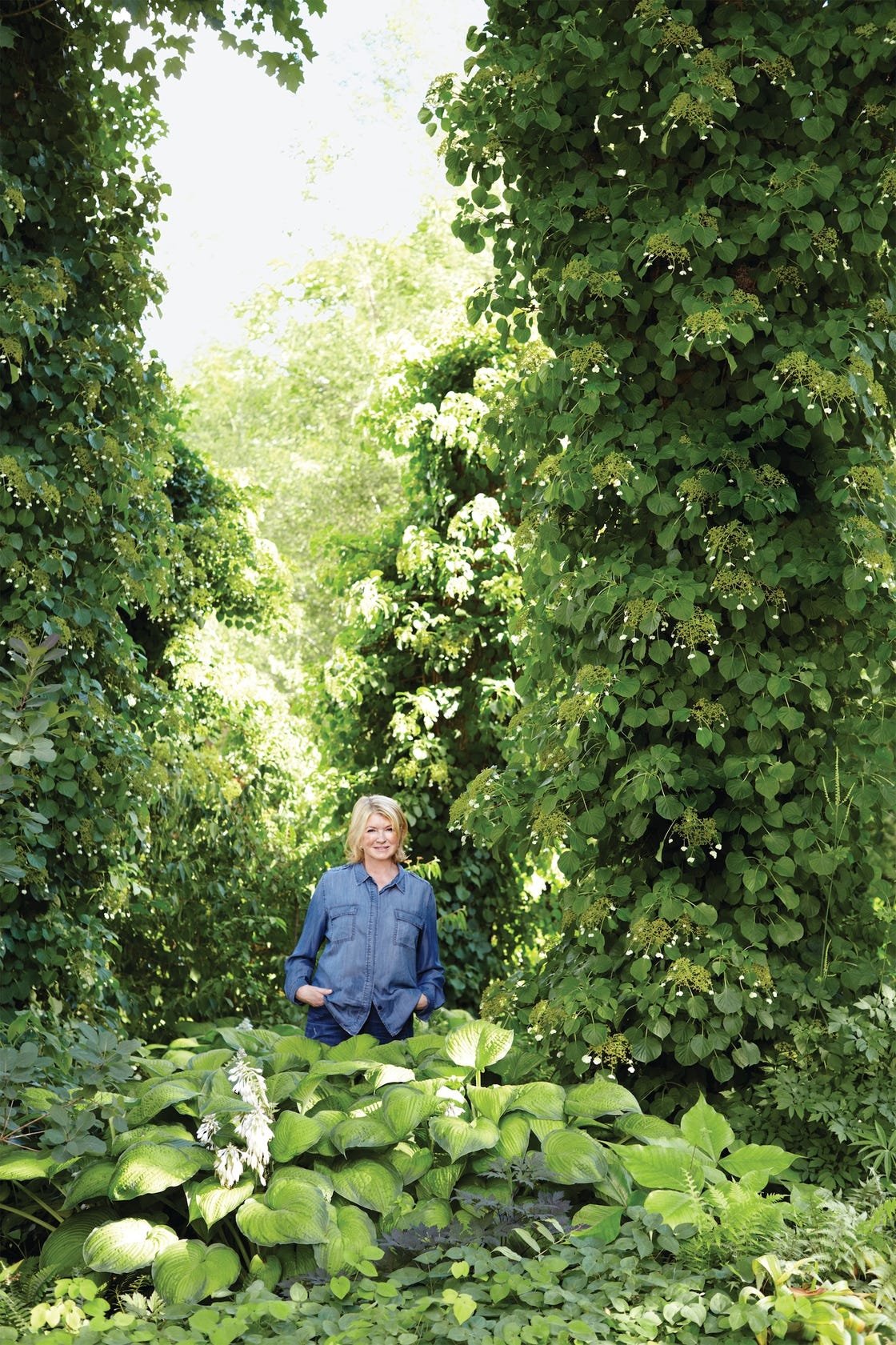 Martha Stewart Outdoor Plants: Transform Your Garden Today