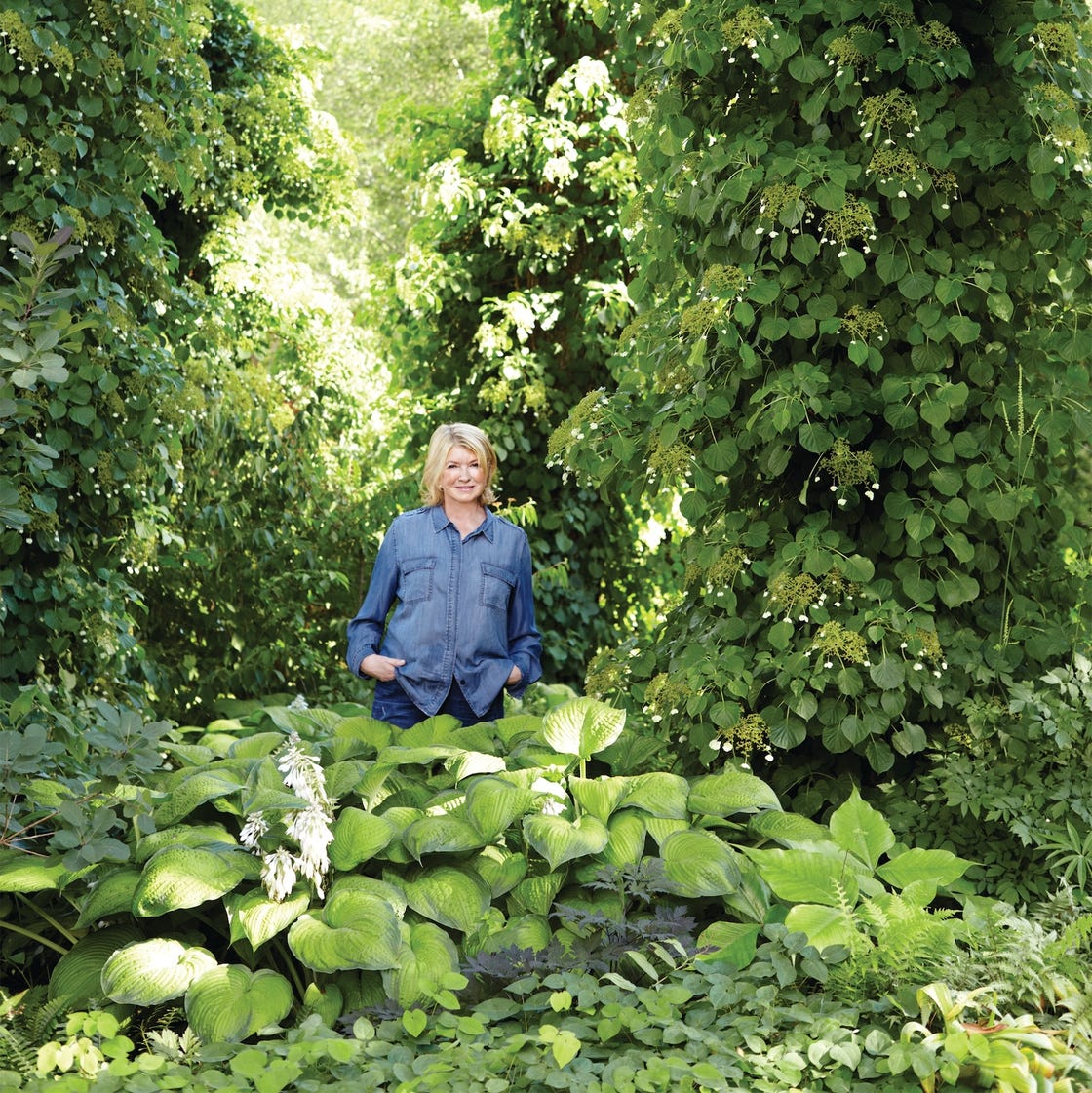 Martha Stewart Outdoor Plants: Transform Your Garden Today