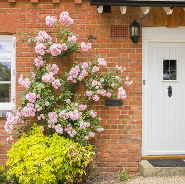 english victorian home exterior with front door, wooden casement window and pink rose bush england, uk