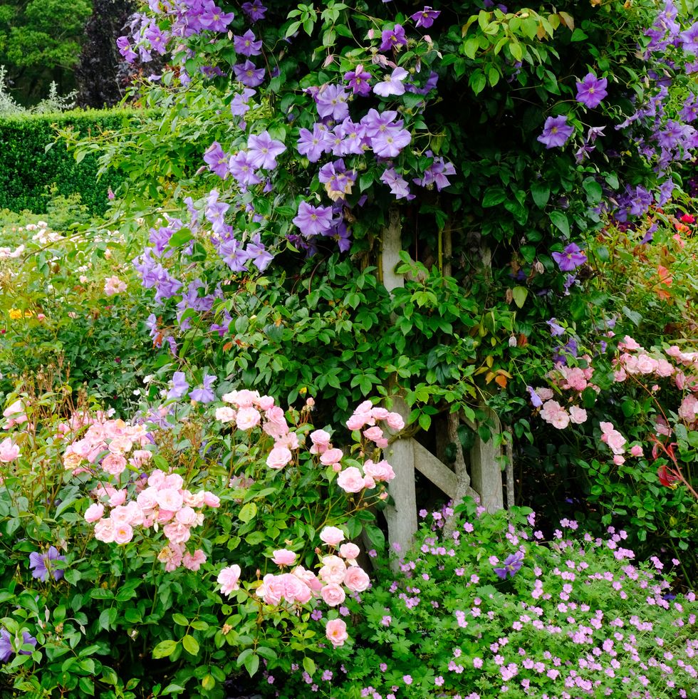 garden trends climbing roses and clematis