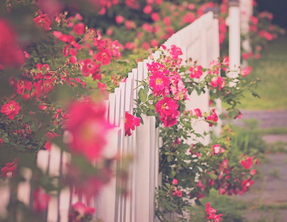 climbing roses