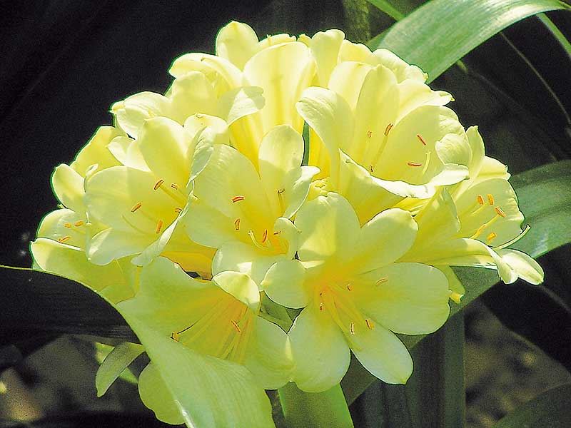 clivia amarilla