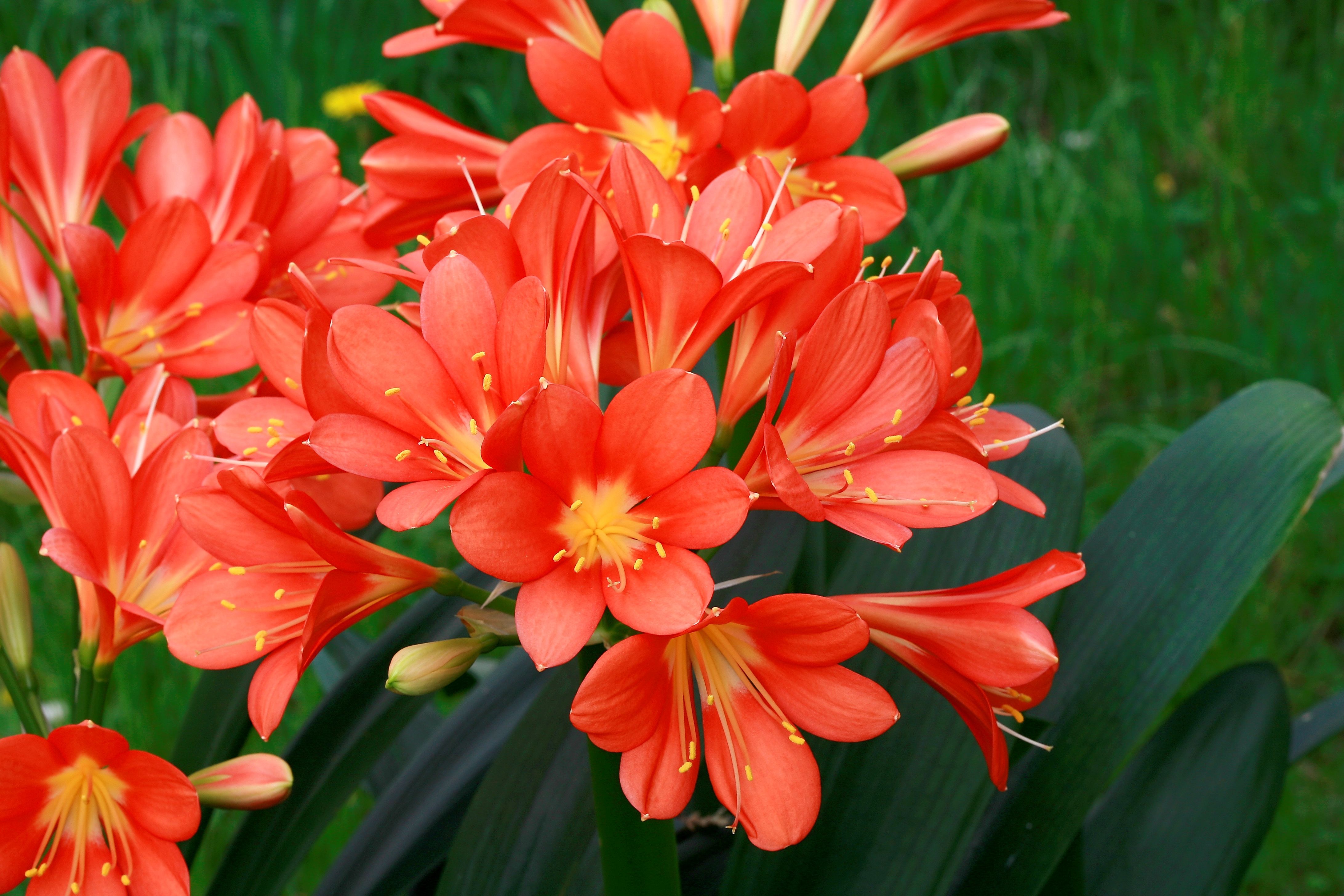 Tropical plant clearance with red flowers