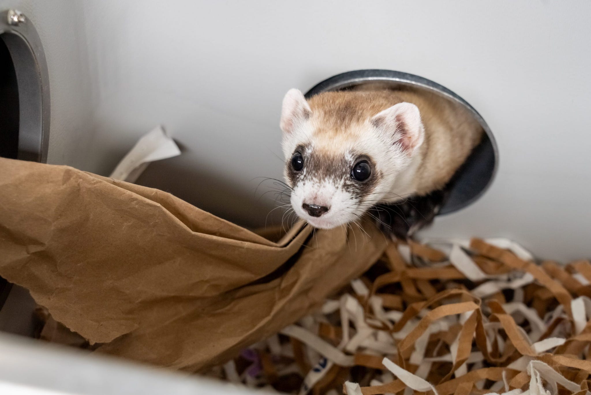 cloned black footed ferret, noreen, hides in her “burrow” at the national black footed ferret conservation center