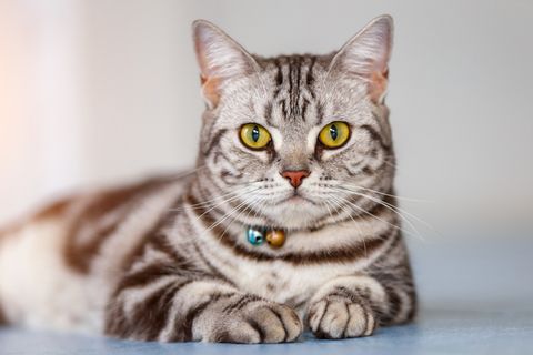grey cat breeds american shorthair