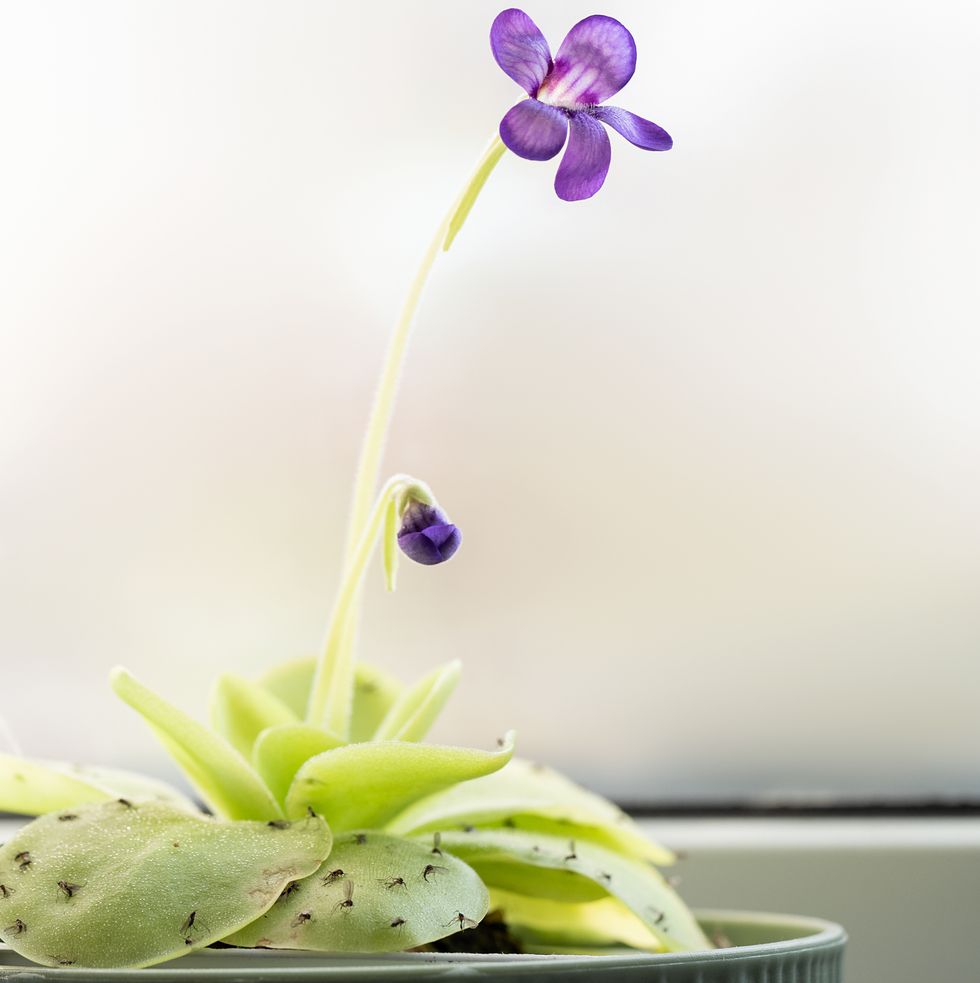 close up arnivorous plant with green sticky leaves and dead gnats on it, blooming with purple flower pinguicula tina as house plant in flower pot