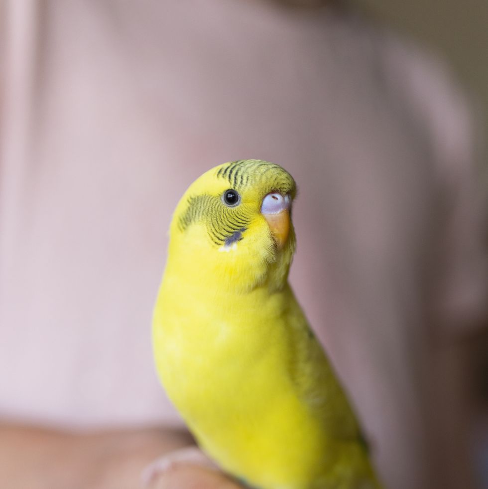 pet bird name ideas close up bright yellow budgerigar parakeet perched on hand of girl