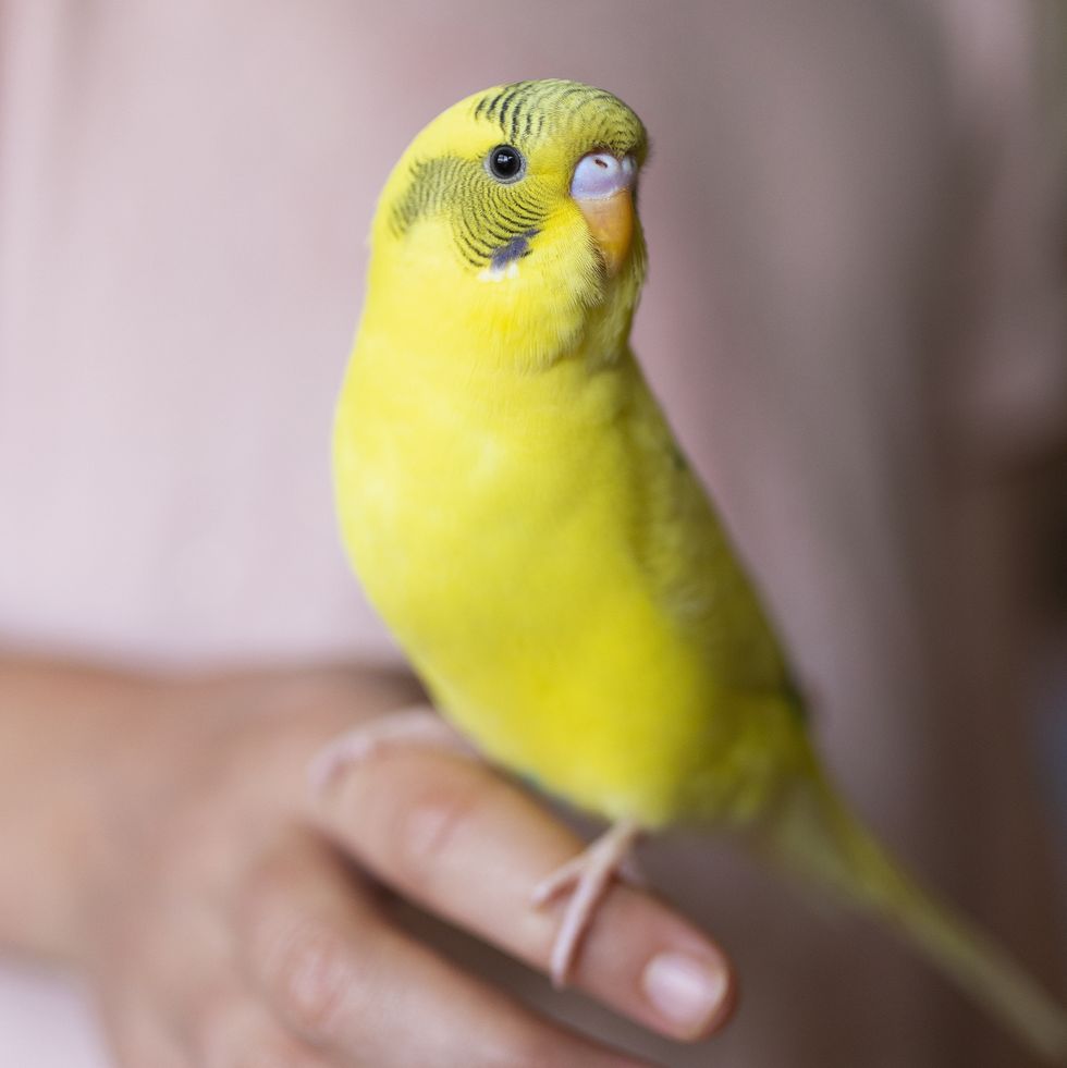 pet bird name ideas close up bright yellow budgerigar parakeet perched on hand of girl