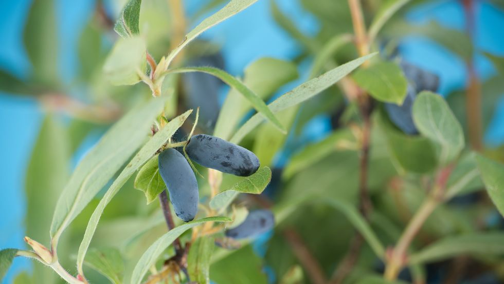 a close up captures the delicate beauty of ripening honeyberries nestled among vibrant green leaves.